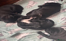 Cane Corso dogs for sale: 🐾Cane Corso Pups ready for Their Forever Homes!🐾 - Image 6