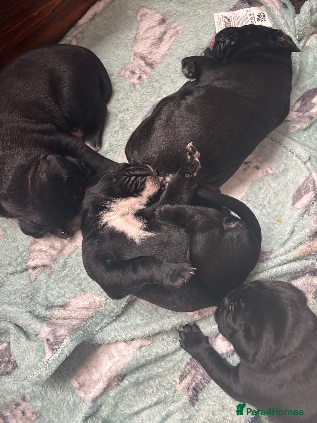 Cane Corso dogs for sale: 🐾Cane Corso Pups ready for Their Forever Homes!🐾 - Image 6