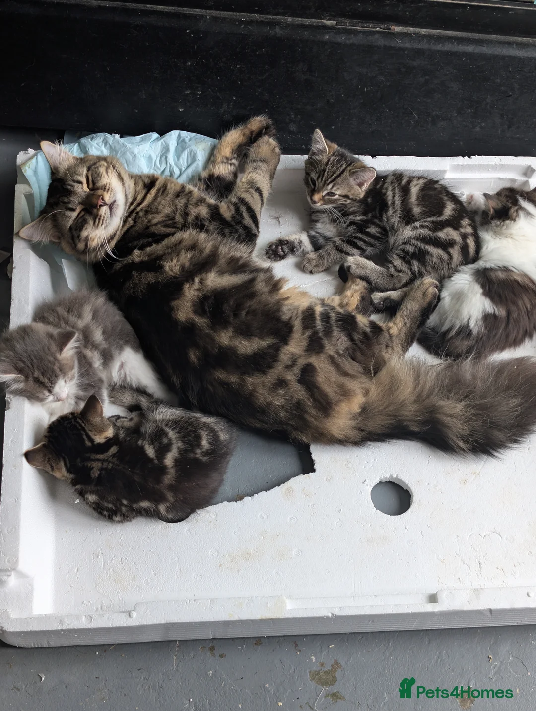 Mixed Breed cats for sale: 4 kittens (mother is a snow Bengal x Russian Blue - Advert 1