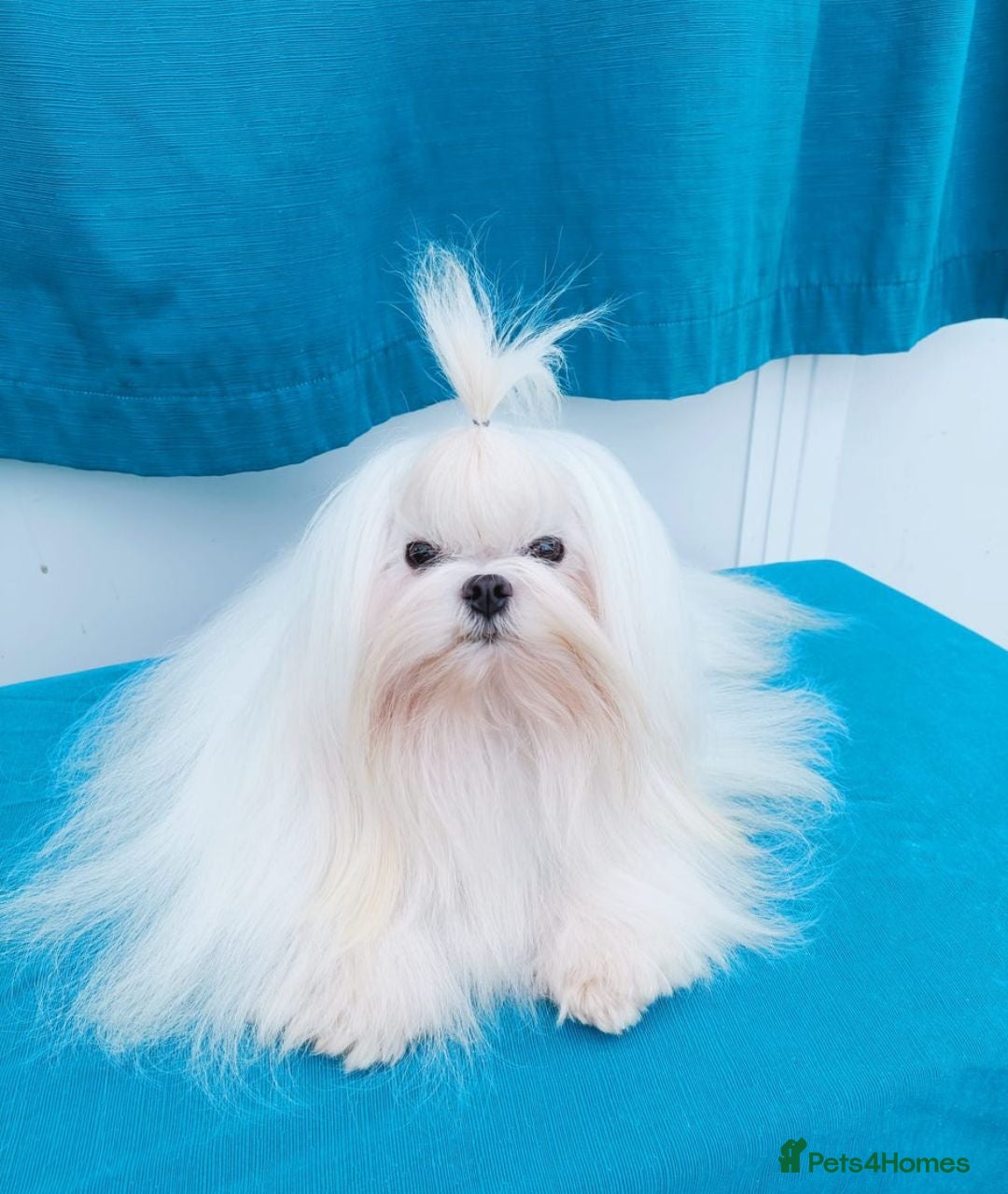 Maltese dogs 💯 Korean Maltese KC registered available for stud - Advert 1