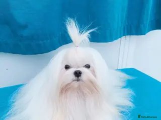 Maltese dogs 💯 Korean Maltese KC registered available for stud - Advert 1