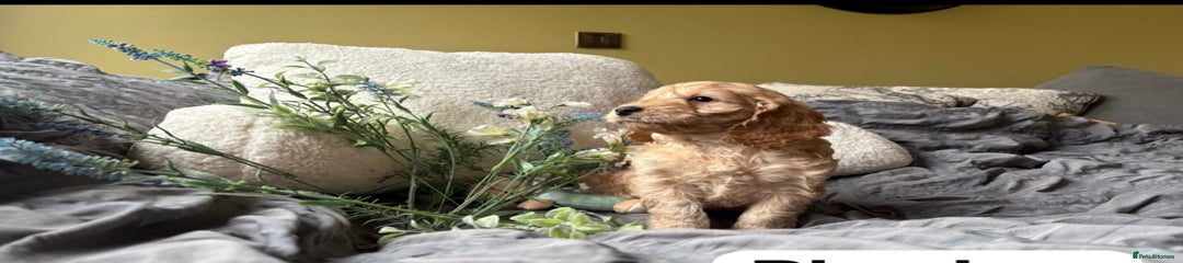 Cockapoo Puppy 3