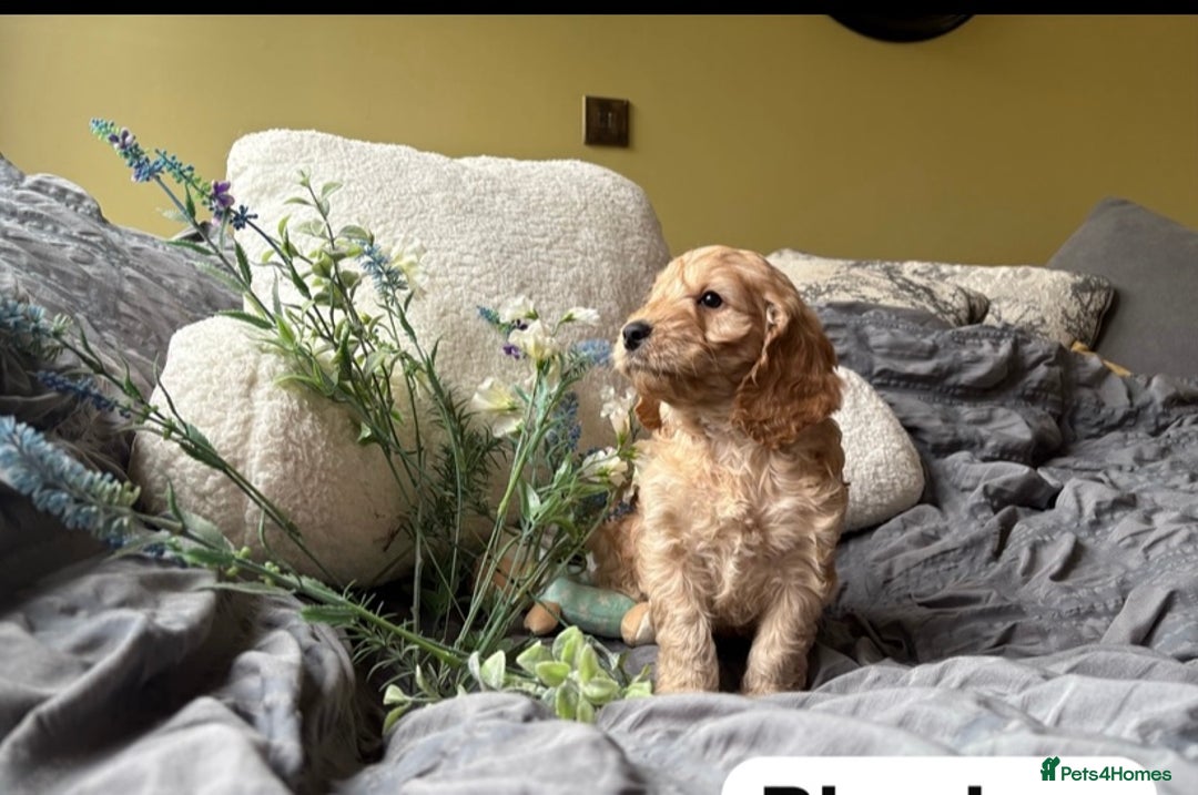 Cockapoo dogs for sale: Adorable Cockapoo puppies - Image 4