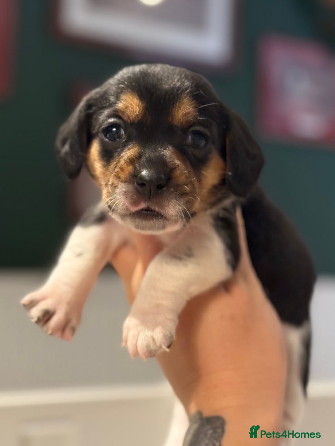 Mixed Breed dogs for sale: Beautiful CavaJacks 🖤 - Image 4