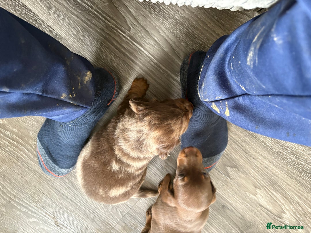 Dachshund dogs for sale: Long haired  - Image 9