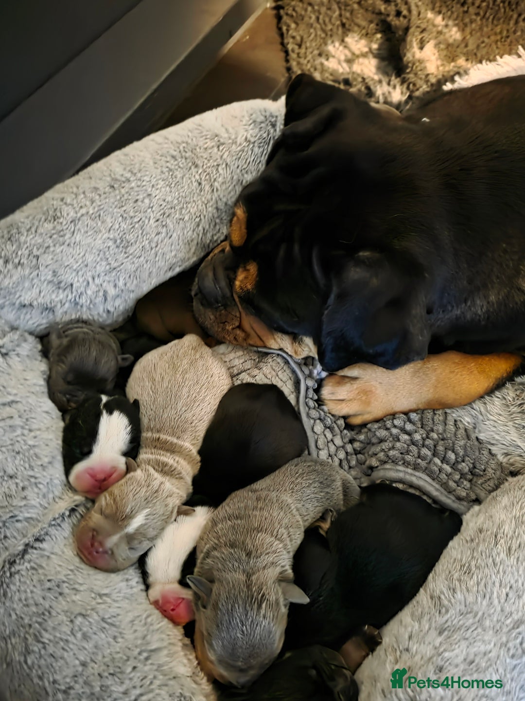 Olde English Bulldogge dogs for sale: Beautiful olde english Bulldogge pups  - Advert 2