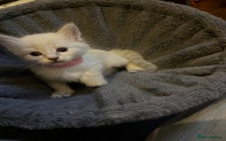 Mixed Breed cats for sale: Kittens for sale!  - Image 10
