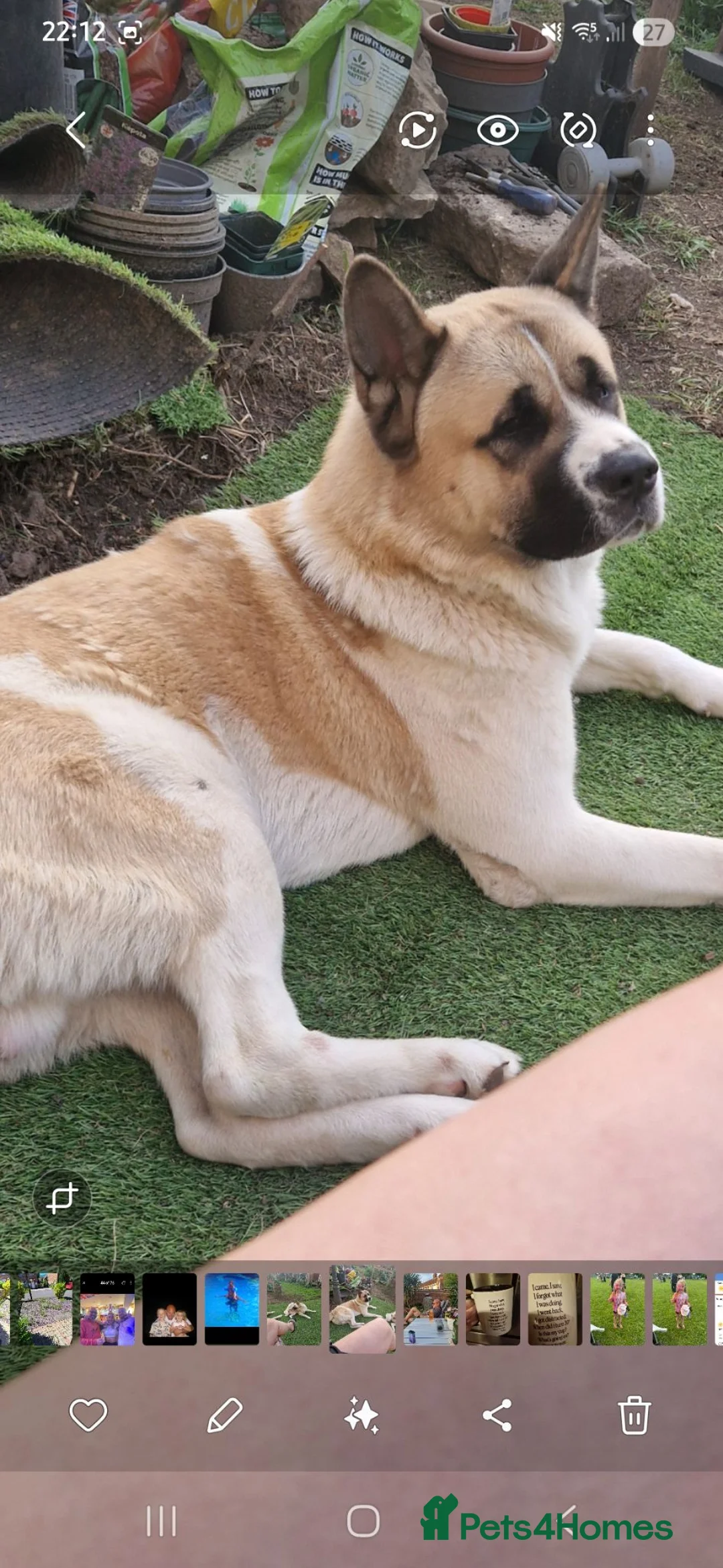 Akita dogs for sale: To go together male 1 female American Anita's. 15m in Worksop - Advert 2