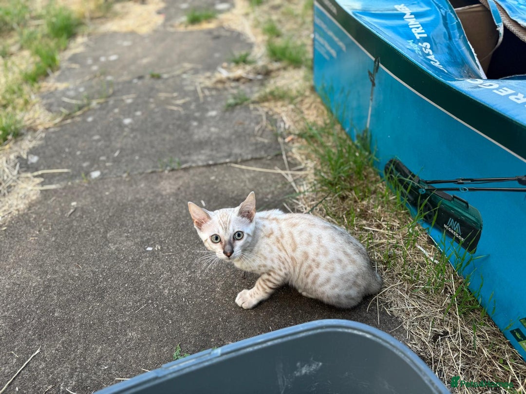 Bengal cats for sale: Champion line Bengal Snow Kittens  - Image 31