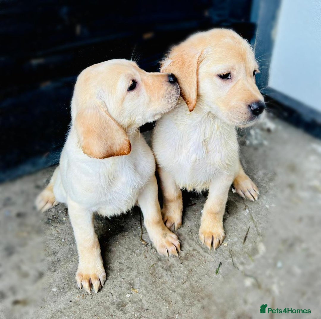 Labrador Retriever dogs for sale: Labrador Puppies  - Image 4