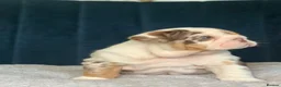 English Bulldog dogs for sale: Beautiful bulldog girl puppy  - Advert 13