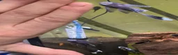 Plecos fish for sale: LONGFIN Brown Bristlenose - Advert 4