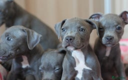Staffordshire Bull Terrier dogs for sale: 🧸 Adorable Staffy puppies 🧸 - Image 13