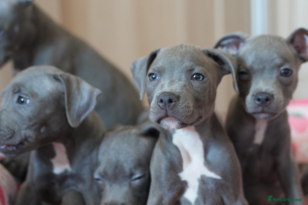 Staffordshire Bull Terrier dogs for sale: 🧸 Adorable Staffy puppies 🧸 - Image 13