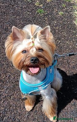 Yorkshire Terrier dogs Looking for a Loving New Home for Our Girl - Advert 2