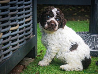 Lagotto Romagnolo dogs - Advert 3