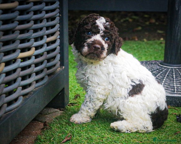Lagotto Romagnolo dogs - Advert 3