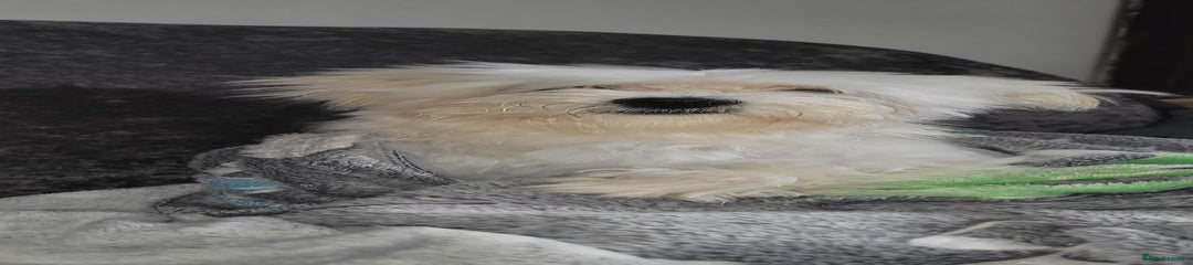 Bichon Frise Puppy 1