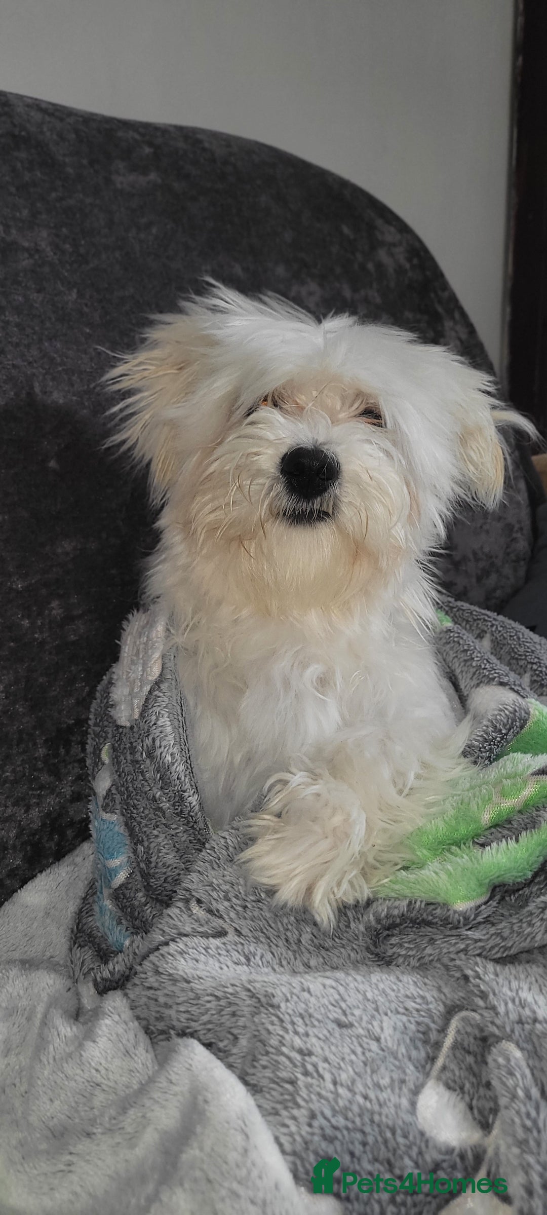 Bichon Frise dogs for sale: Bishon frise - Image 2