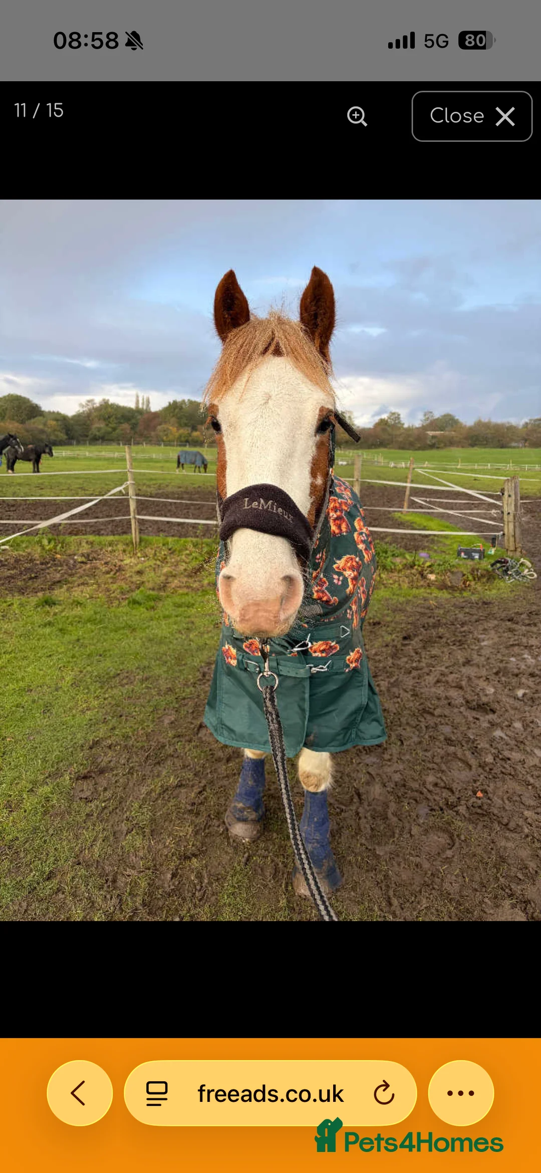 Irish Cob horses for sale: Joey 14.2 Cob  - Advert 4