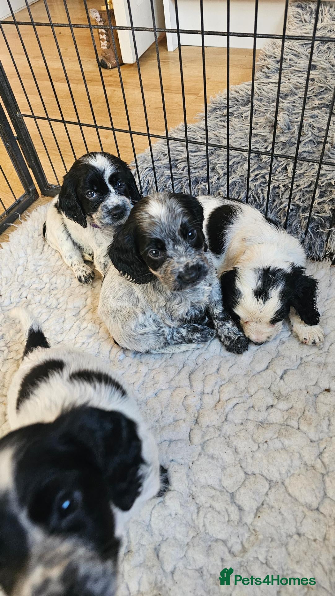 Cocker Spaniel dogs for sale: Beautiful Blue roan cocker spaniels for sale - Advert 6