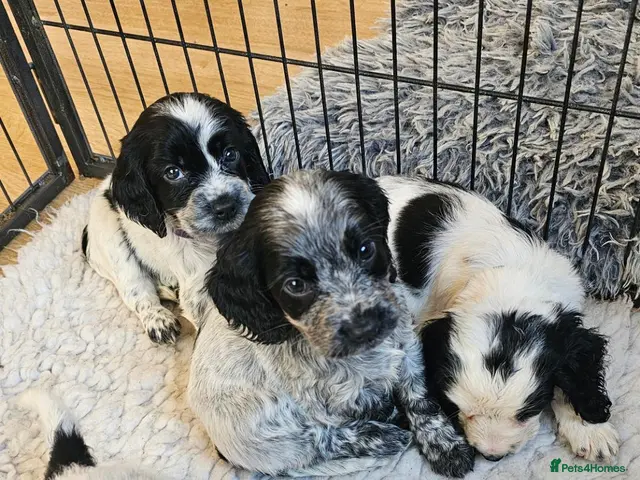 Cocker Spaniel dogs for sale: Beautiful Blue roan cocker spaniels for sale - Advert 6
