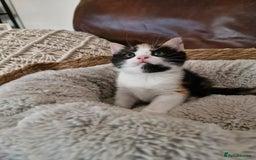 British Longhair cats for sale: 3 female bsh cross  - Image 5