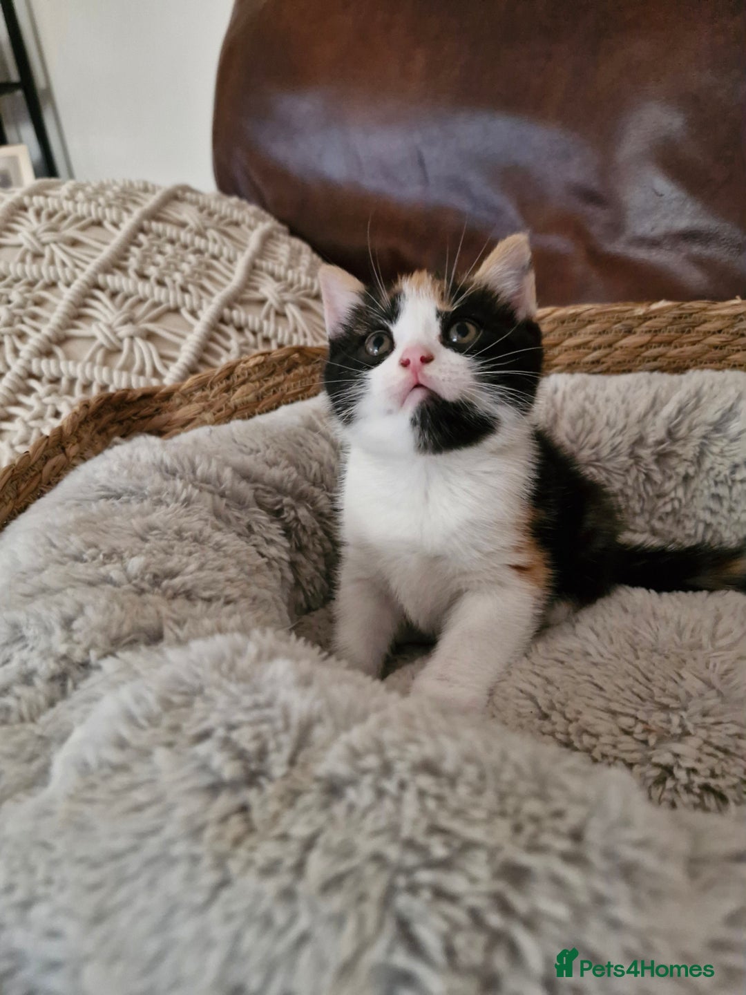 British Longhair cats for sale: 3 female bsh cross  - Image 5