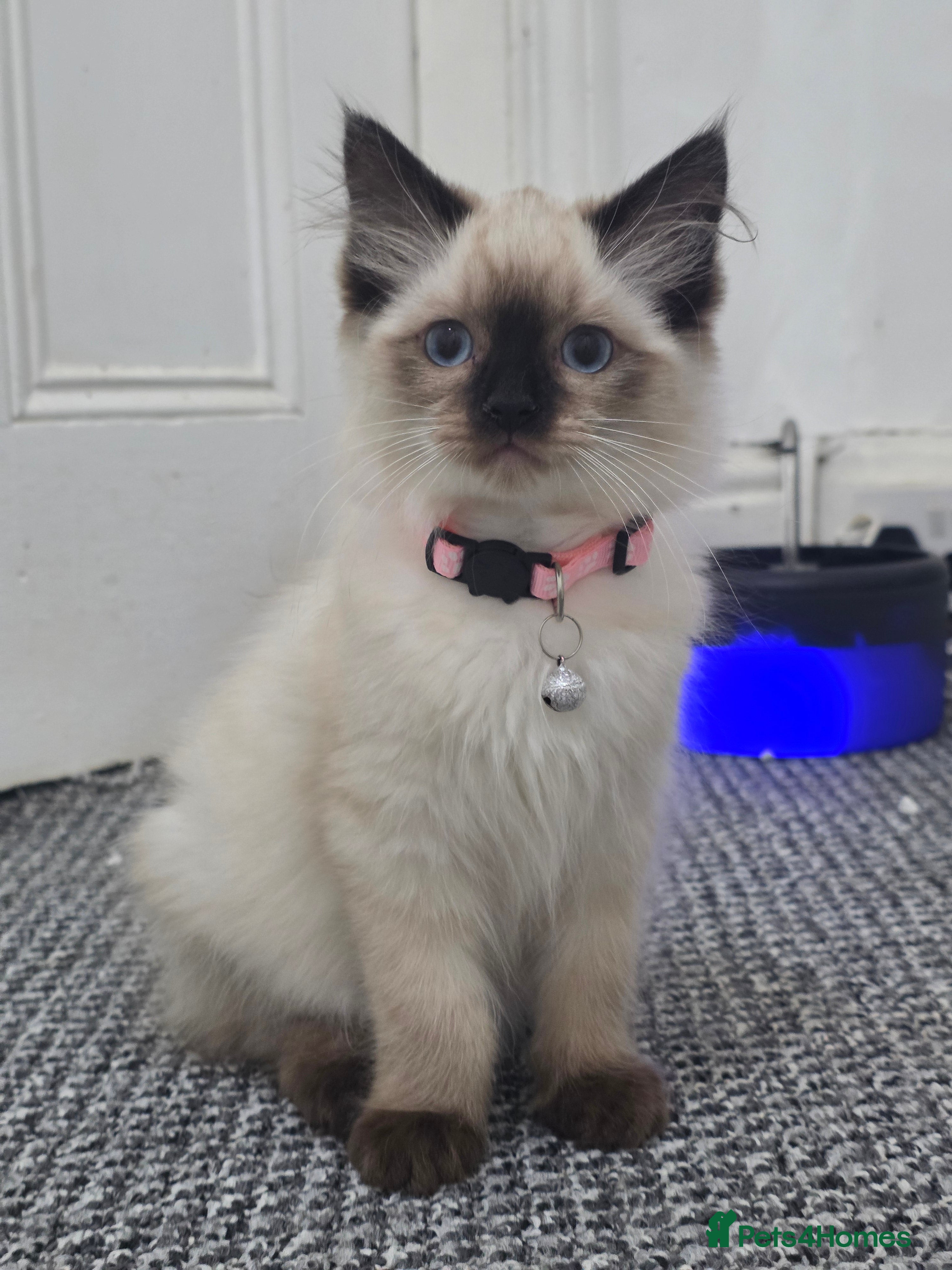 Ragdoll cats Beautiful Ragdoll kittens ready for a new home  - Advert 11