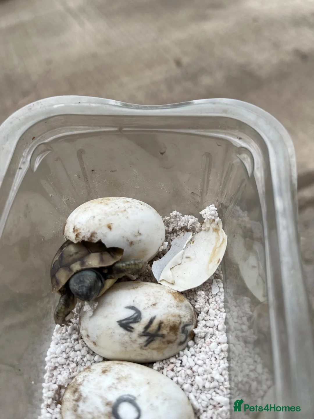 Hermann Tortoise reptiles for sale: 2026 Hermann tortoise hatchlings  - Advert 6