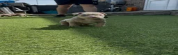 American Bully dogs for sale: Pocket bully  - Advert 3