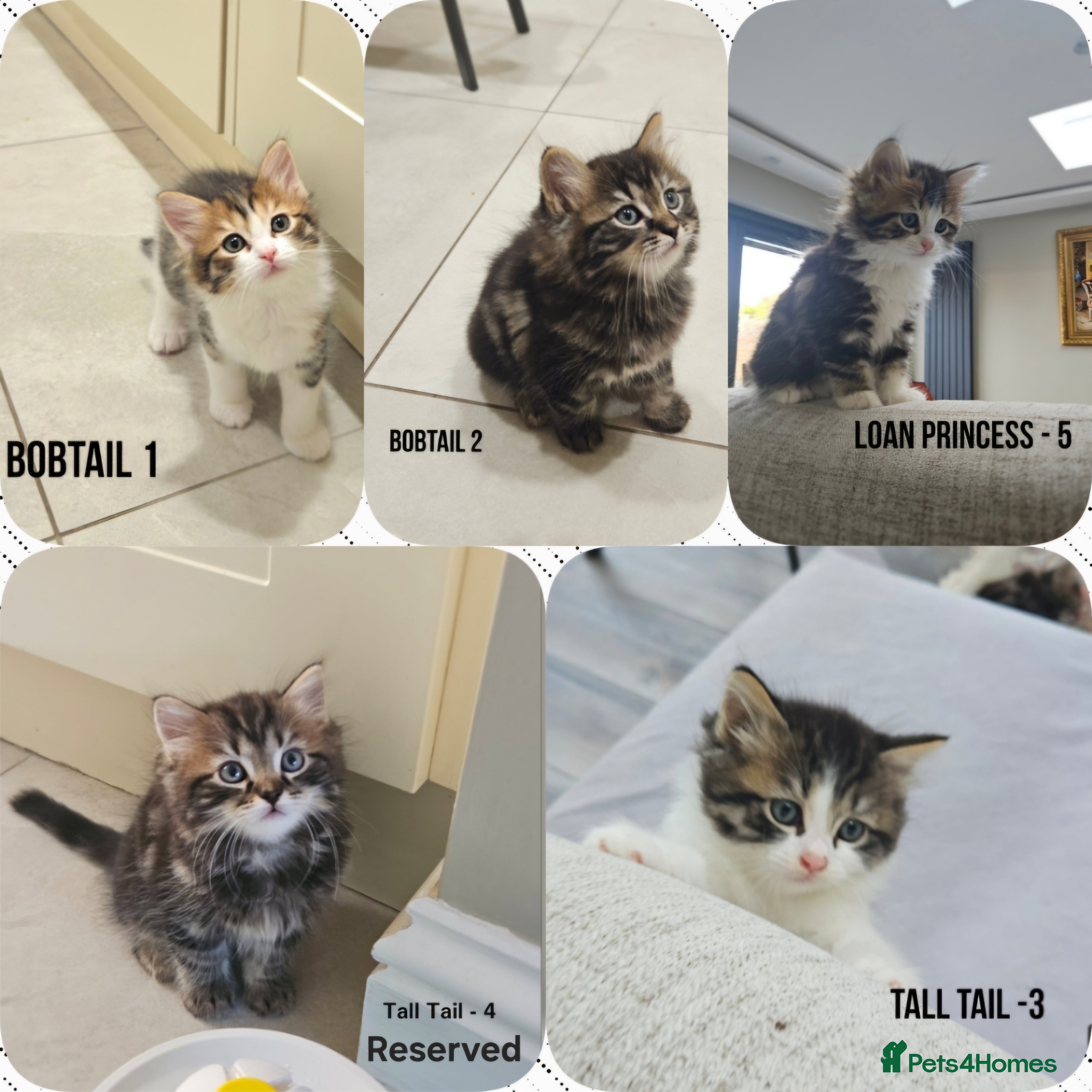 Mixed Breed cats Kuril- Doll🐾 Tiny Paws Seeking Forever Homes! 🐾 - Advert 4