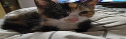 Domestic Shorthair cats for sale: 5 beautiful lovely kittens 🐾🐾 in Boston - Advert 34