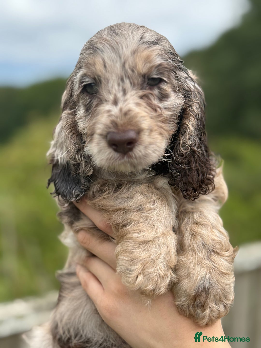 Cockapoo dogs for sale: Choc Merle and Choc Show F1 Cockapoo’s - Image 1