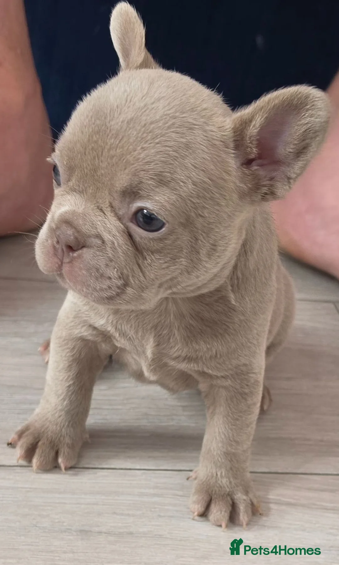 French Bulldog dogs for sale: French bulldog pups for sale - Advert 2