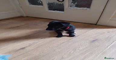 Patterjack dogs - Advert 14