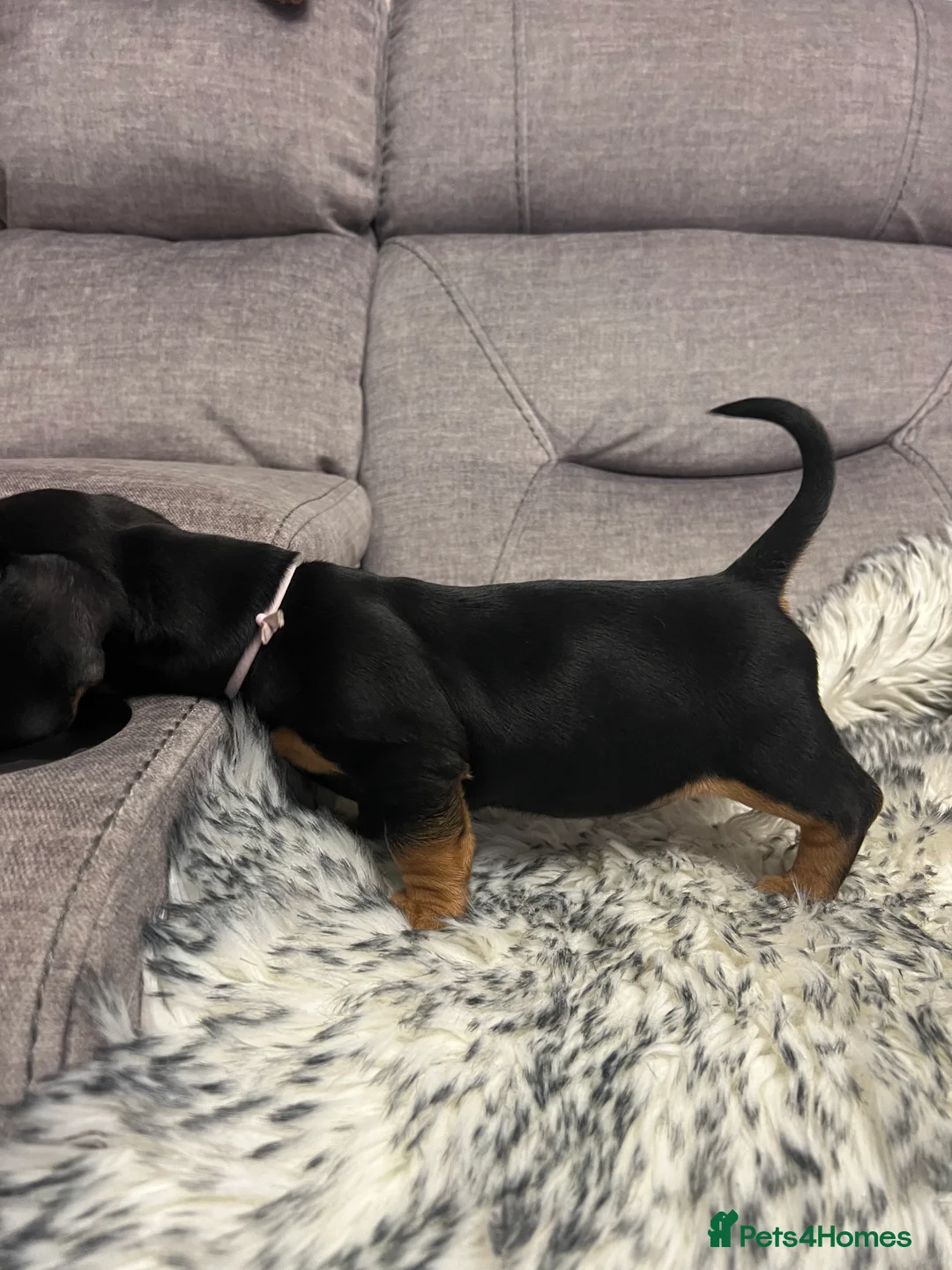 Dachshund dogs for sale: Adorable Dachshund puppies 4 boys 2 girls - Advert 15