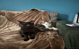 British Shorthair cats for sale: 2x 5 month old brothers  - Image 1