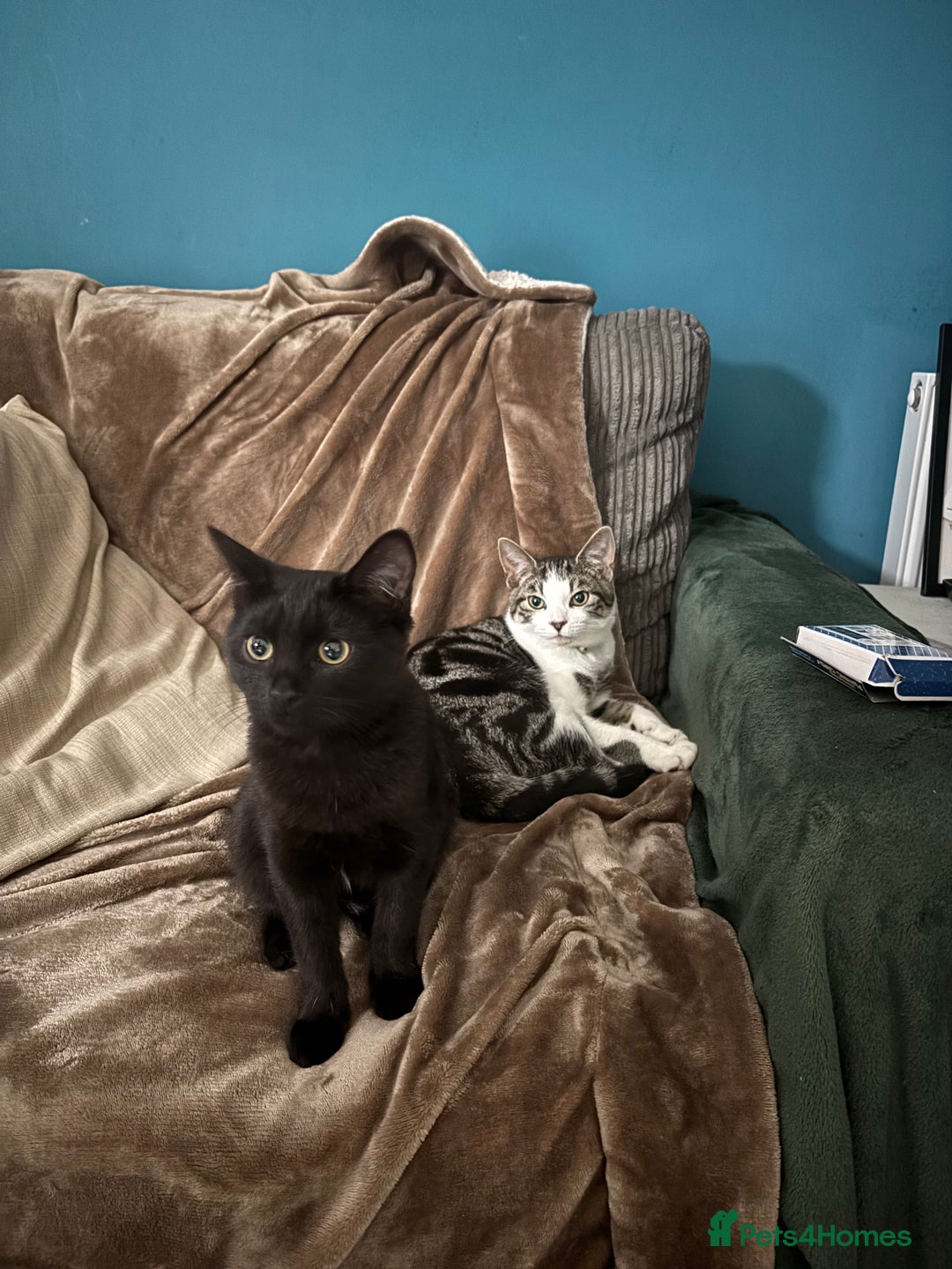 British Shorthair cats for sale: 2x 5 month old brothers  - Image 1