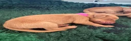 Hungarian Vizsla dogs for sale: Outstanding KC Registered Hungarian Vizsla Puppies - Advert 12