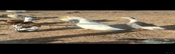 Ducks poultry for sale: Indian runner ducks ducklings females drakes  - Advert 4