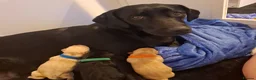 Labrador Retriever dogs for sale: Stunning KC Lab Pups- Sired By Woodruff Numero Uno - Advert 16