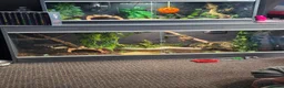 Snake reptiles for sale: 3 female 1 male  - Advert 5