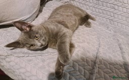 Russian Blue cats for sale: Pure Russian blue kittens( READY TO GO) - Image 6