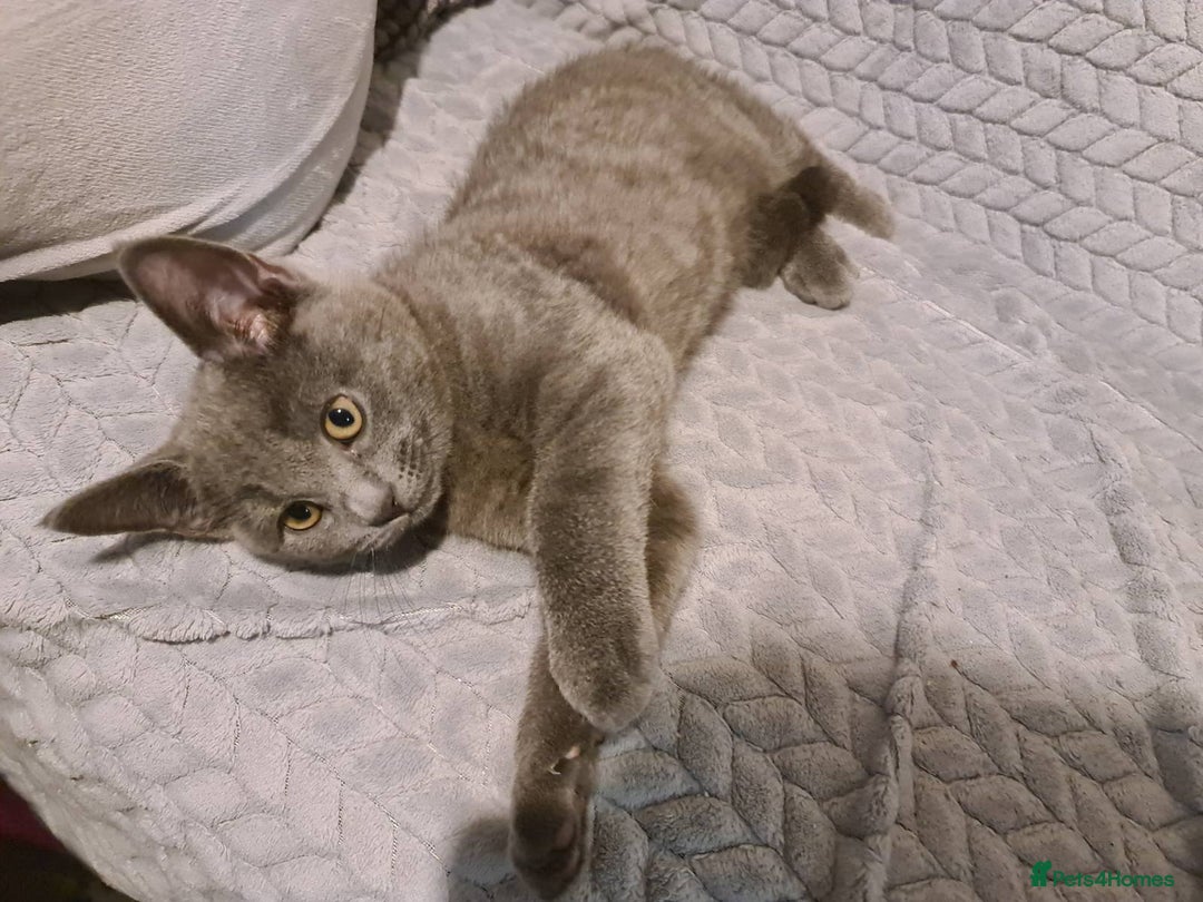 Russian Blue cats for sale: Pure Russian blue kittens( READY TO GO) - Image 6