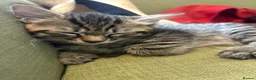 Domestic Shorthair cats for sale: Friendly tabby kittens for sale  in Tiverton - Advert 5