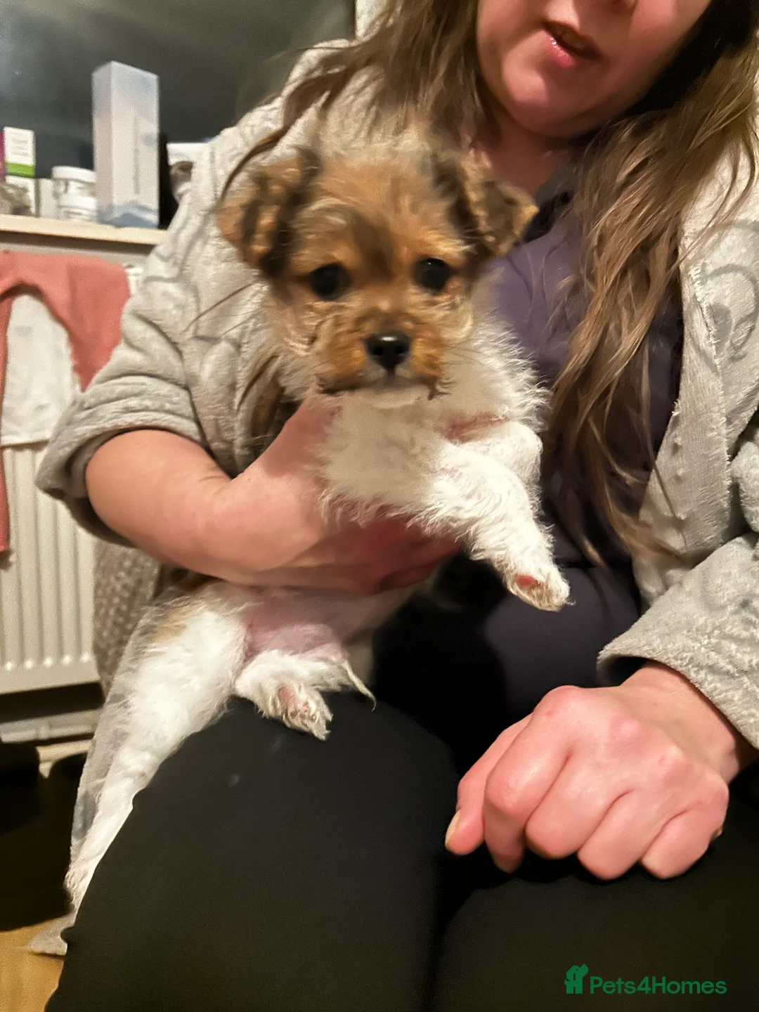 Mixed Breed dogs for sale: Beautiful Shih Tzu x Jack Russell Puppy – 13 Weeks - Advert 2