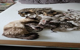 Bengal cats for sale: 2 stunning unique snow bengal kittens left  - Image 2