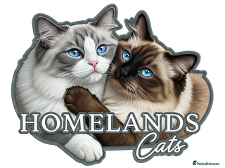 Ragdoll cats 🐾Active GCCF Queen Ragdoll 💜🧬DNA Tested 🏆 - Advert 10