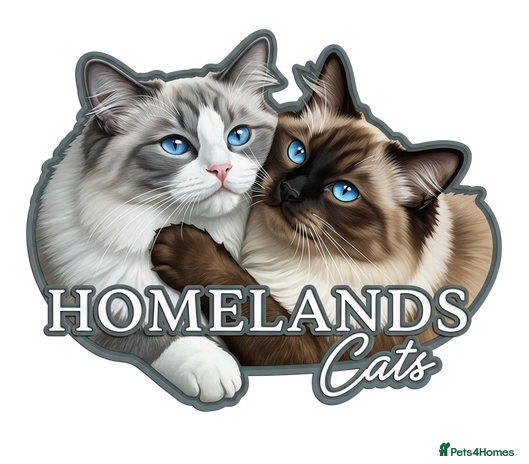 Ragdoll cats - Advert 4